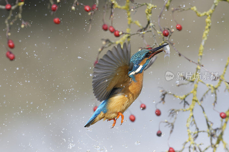 翠鸟捕鱼(Alcedo atthis)